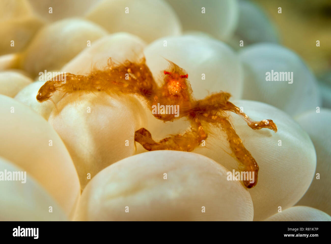 Orang-Utan Crab (Achaeus japonicus) (Achaeus japonicus) associated with the bubble coral Plerogyra sinuosa. Celebes Sea. Bunaken National Park, North Sulawesi, Indonesia Stock Photo