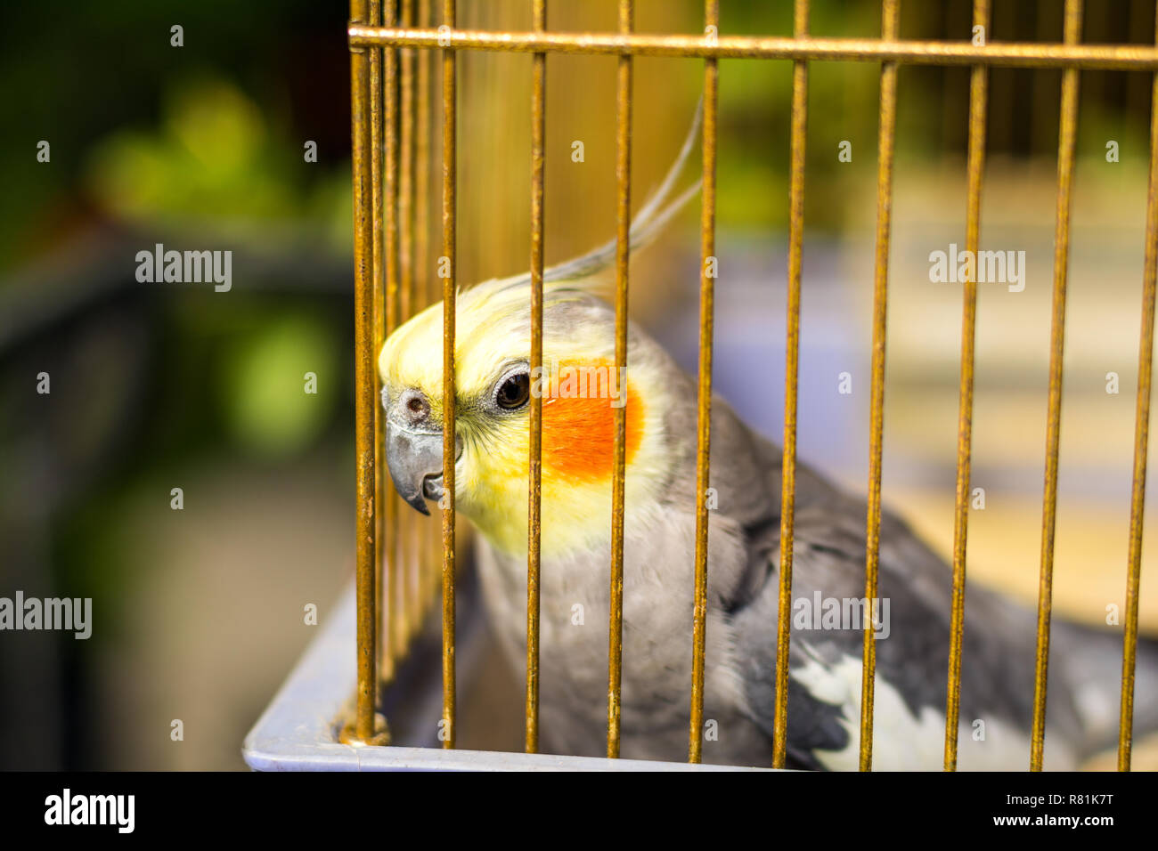 Parrot in a cage Stock Photo Alamy