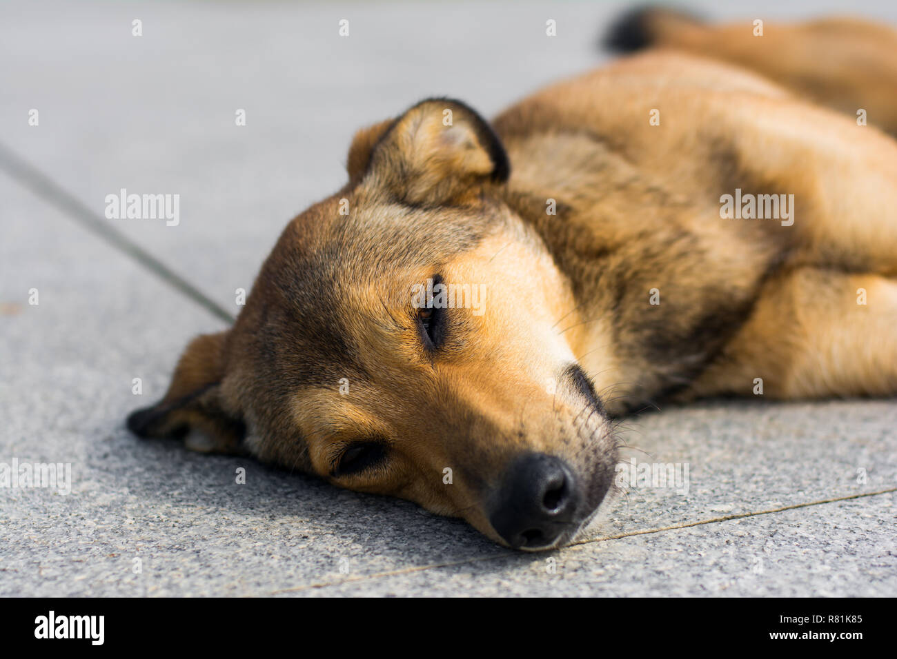 Resting dog portrait Stock Photo