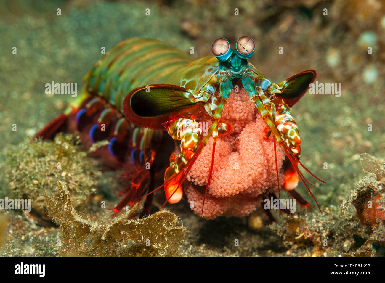 Peacock Mantis Shrimp (Odontodactylus scyllarus). Female with eggs. Molucca Sea, Lembeh Strait, Sulawesi, Indonesia Stock Photo