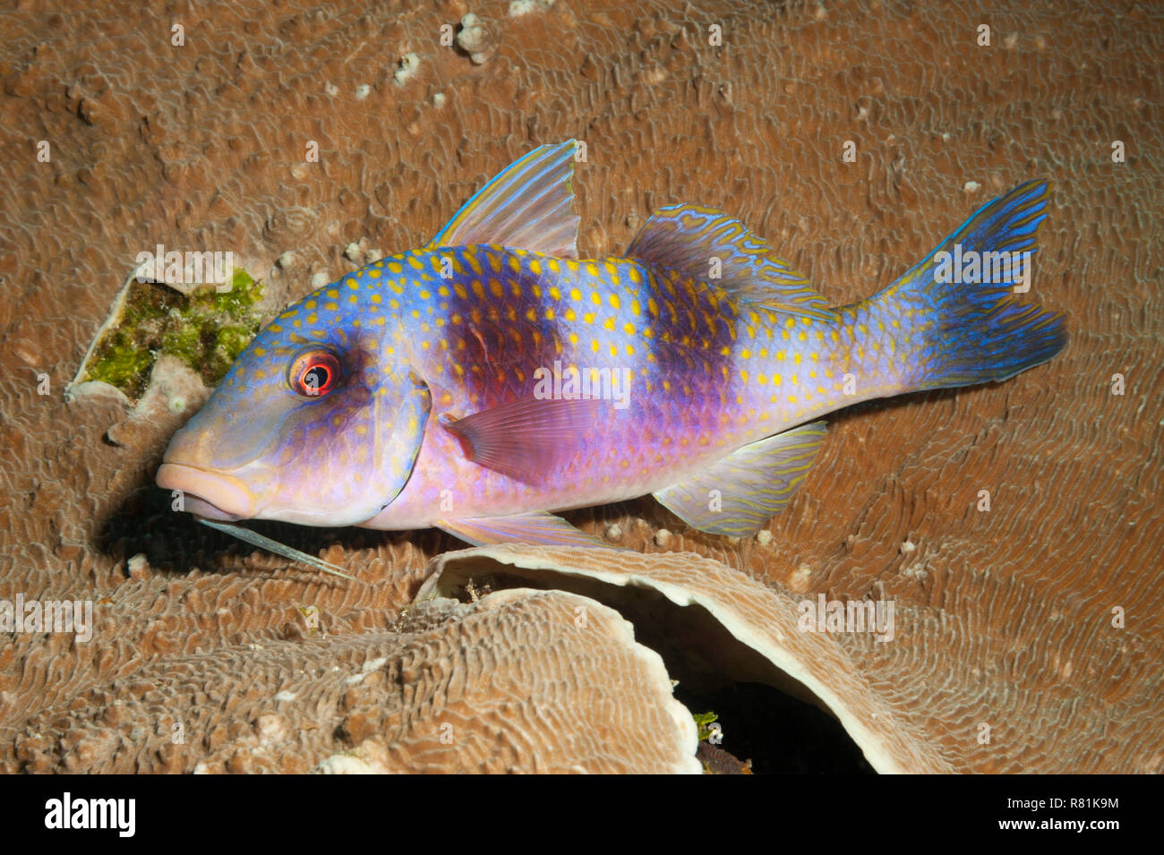 Doublebar Goatfish (Parupeneus bifasciatus) in Celebes Sea. Bunaken National Park, North Sulawesi, Indonesia Stock Photo