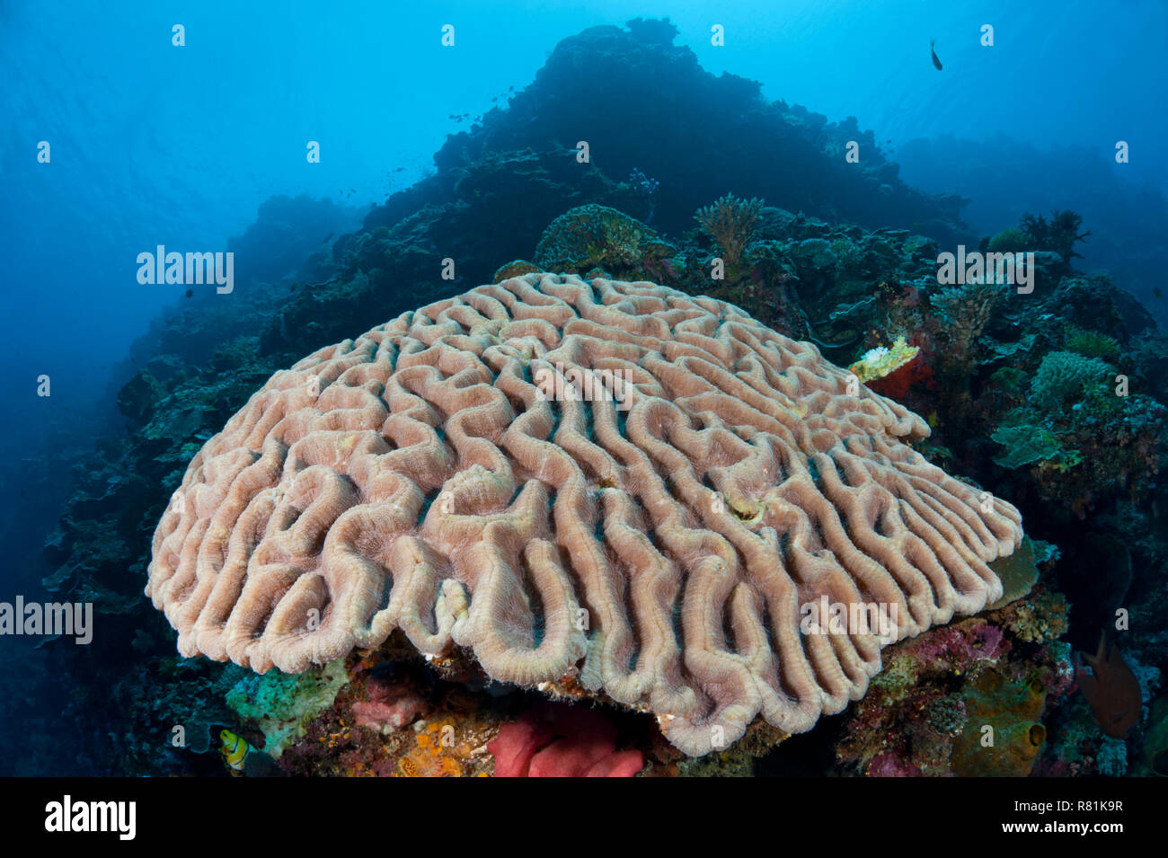 Hard Brain Coral (Platygyra lamellina) in Celebes Sea. Bunaken National Park, North Sulawesi, Indonesia Stock Photo