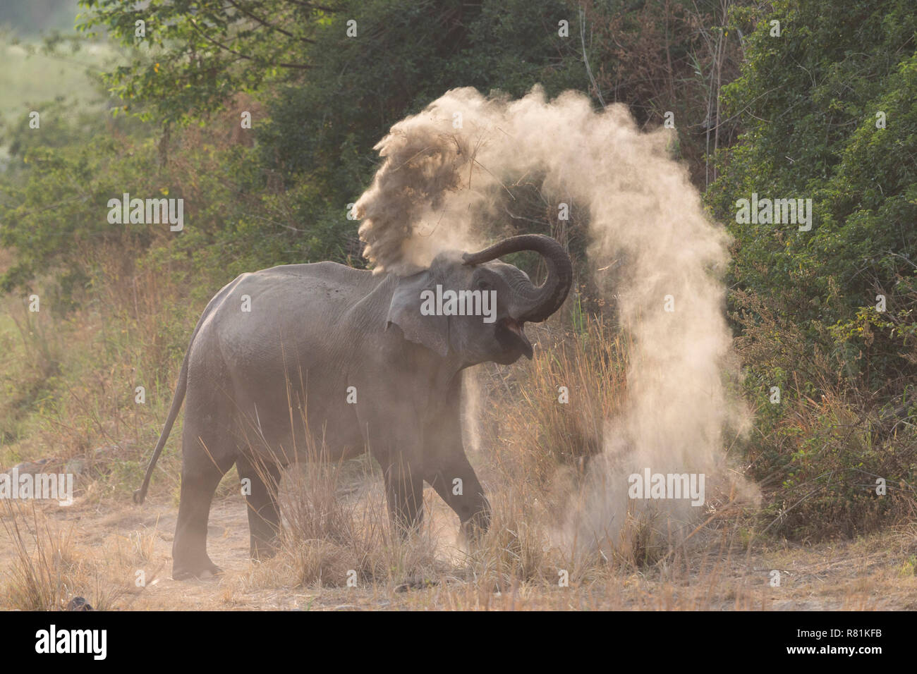 Asian Elephant (Elephas maximus). Adult dust bathing. Jim Corbett National Park, India Stock Photo