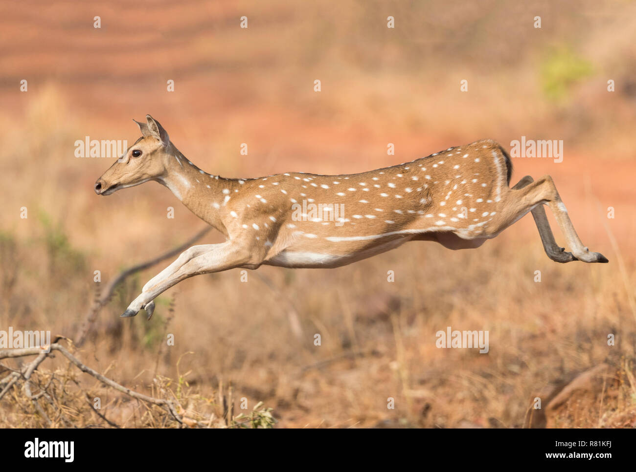 Chital, Axis Deer (Axis axis). Adult female running. TadobaAndhari