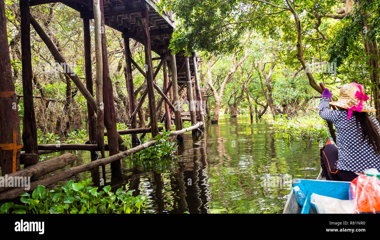 Siem Reap Tonle Sap Kompong Phluk boat ride under mangrove tree canopy. Flooded mangrove forest surrounds the area of Kompong Phluk, a cluster of thre Stock Photo