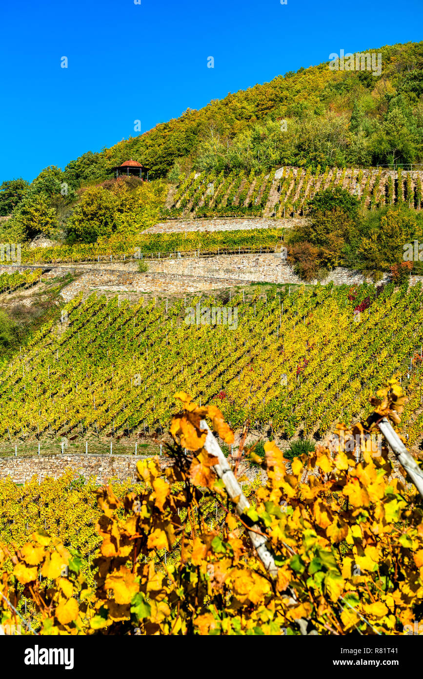 Rheingau Vineyards Hi-res Stock Photography And Images - Alamy