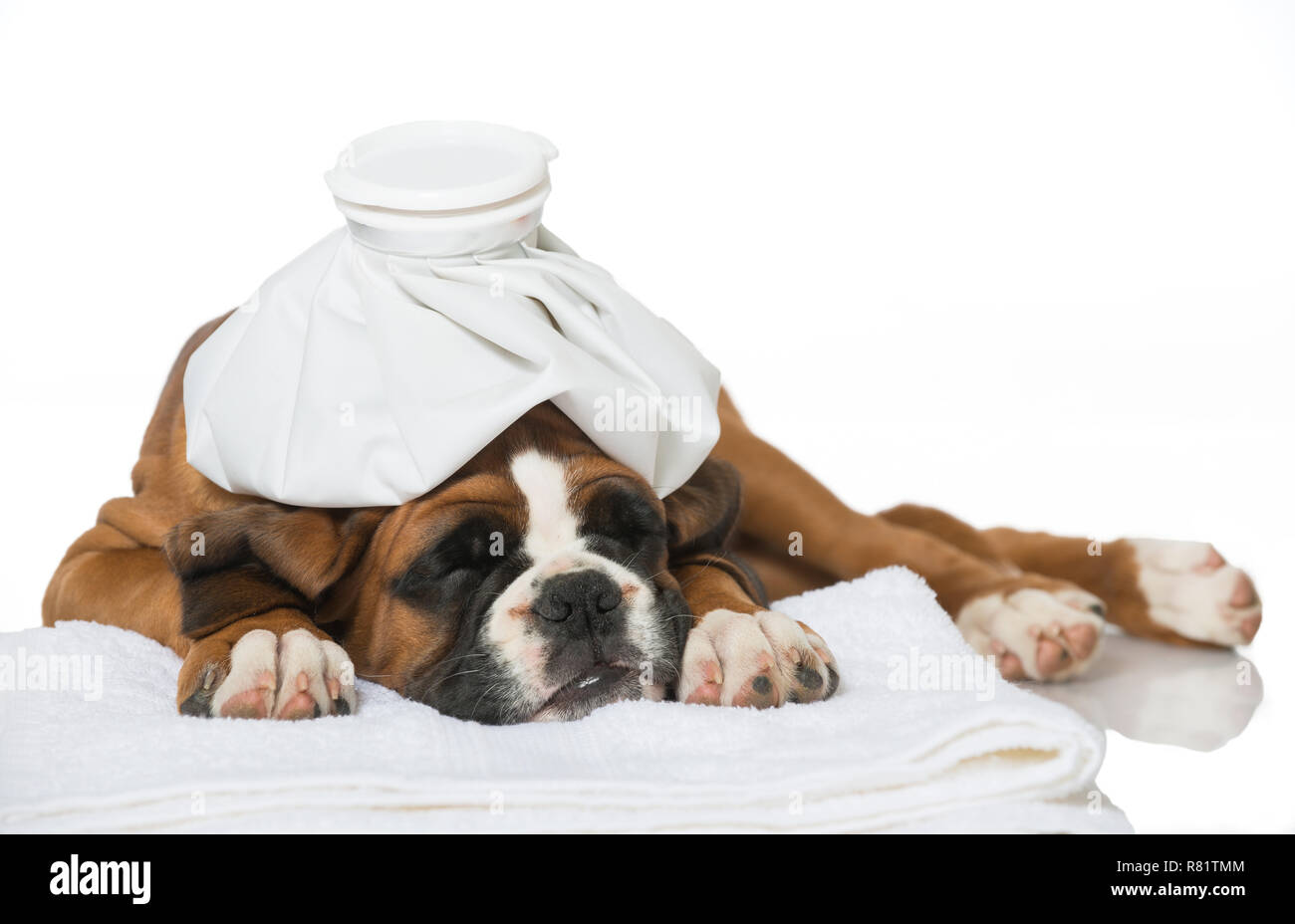 Can You Get Sick From Puppies