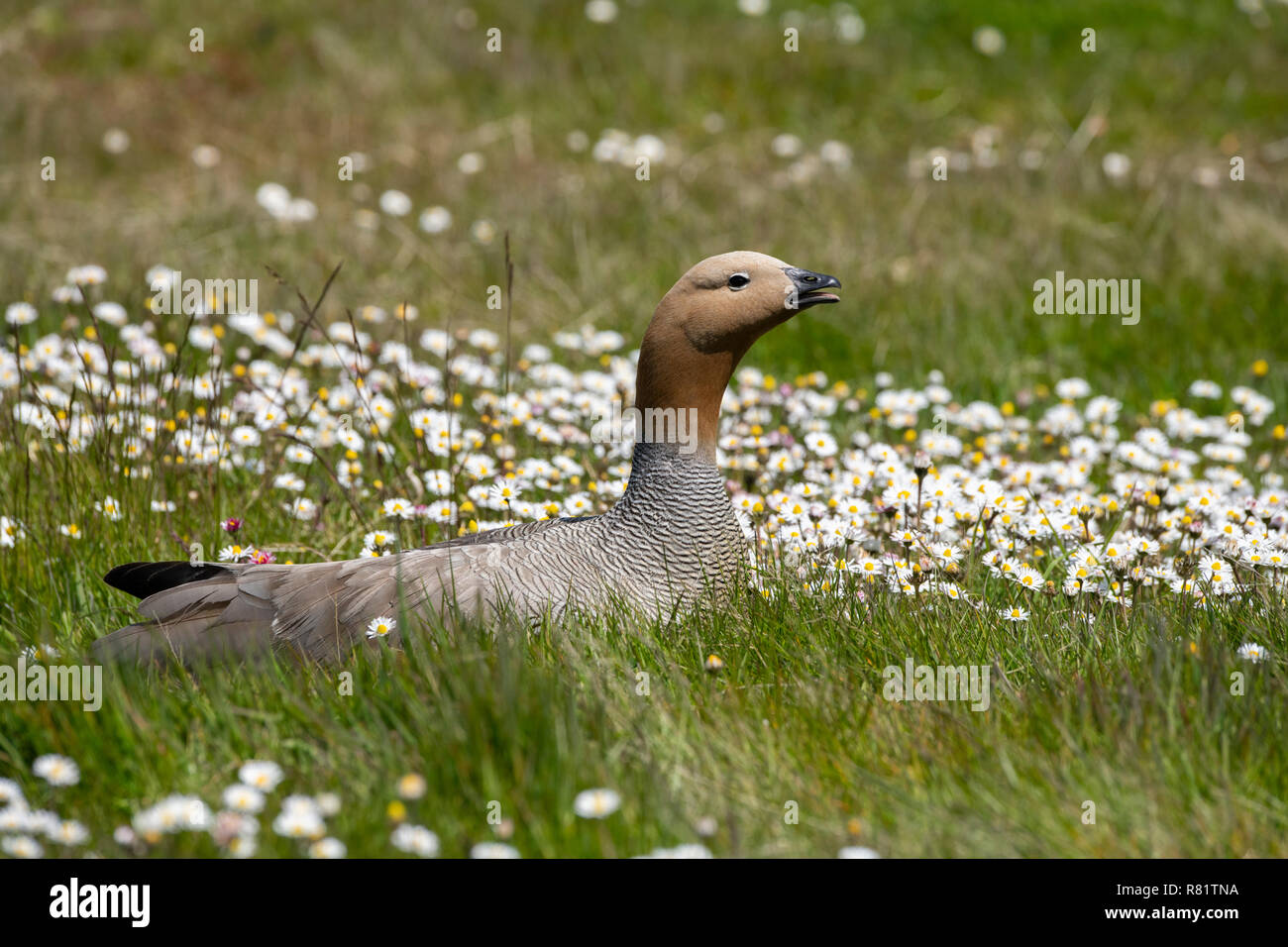 Female chloephaga picta hi-res stock photography and images - Alamy