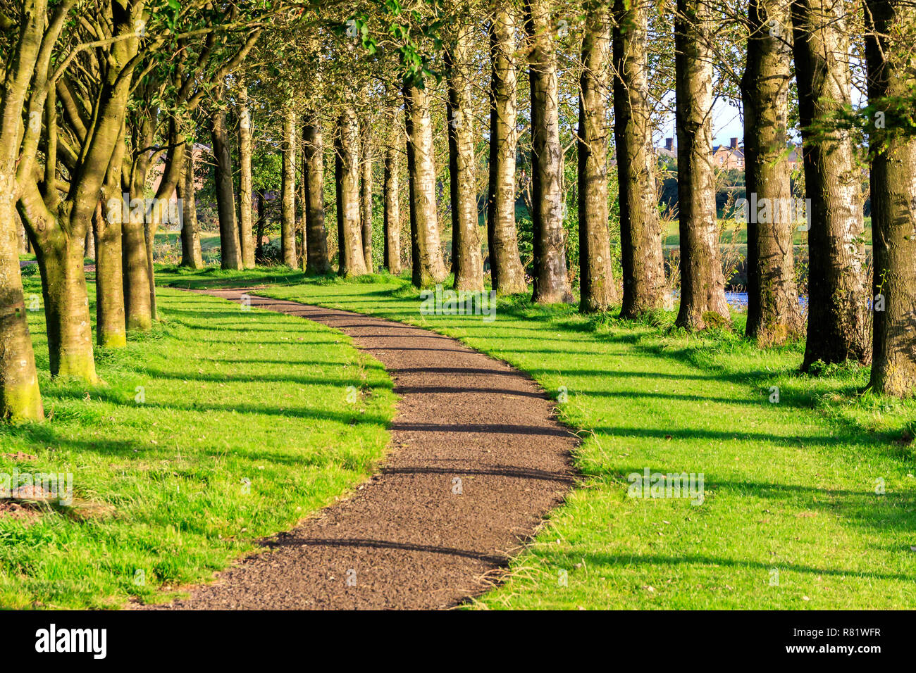 Sunlit Tree lined pathway with shadows Stock Photo
