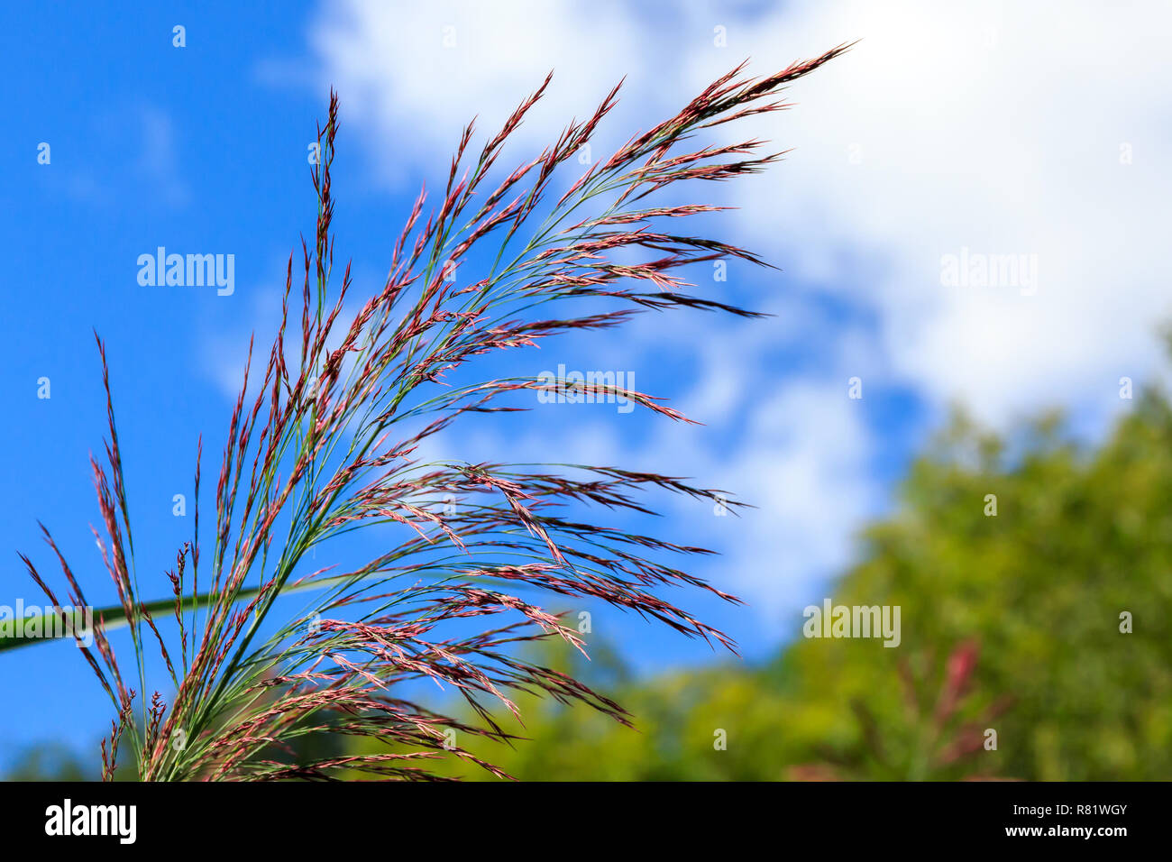 Wild swamp grass seeds hi-res stock photography and images - Alamy