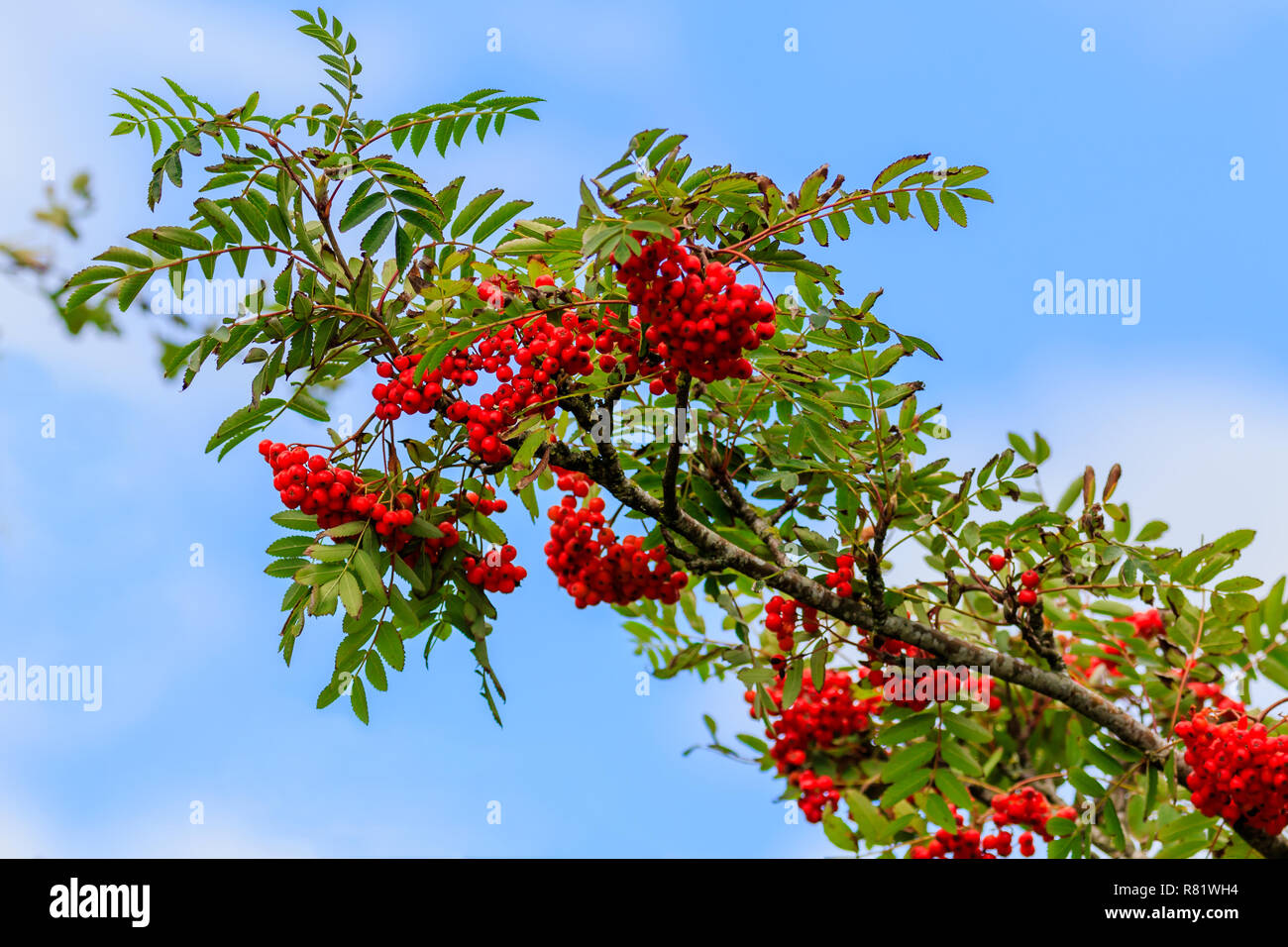 Close up on a Rowan tree branch laden with Rowen berries Stock Photo Alamy