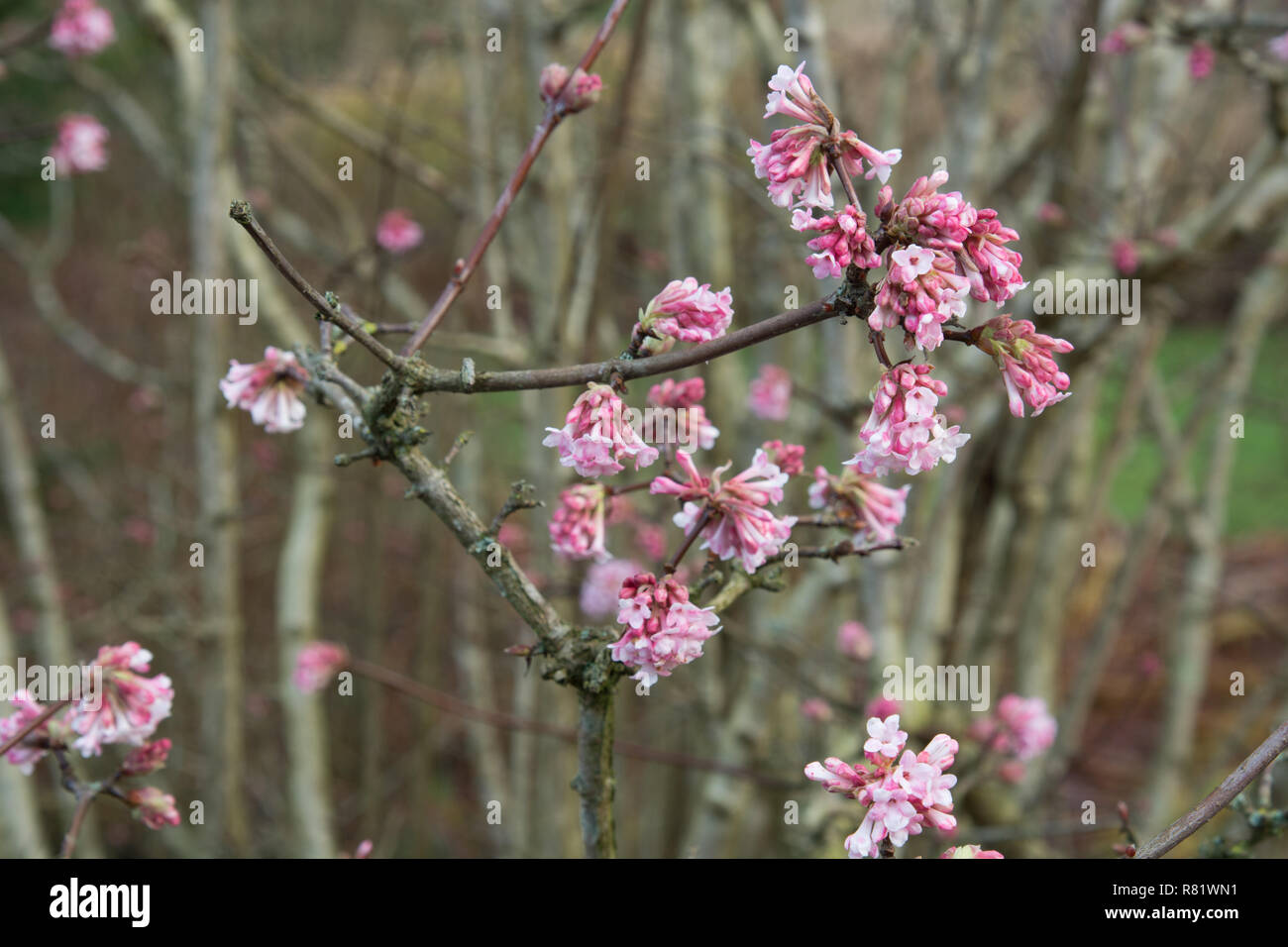 Viburnum x bodnantense Stock Photo Alamy