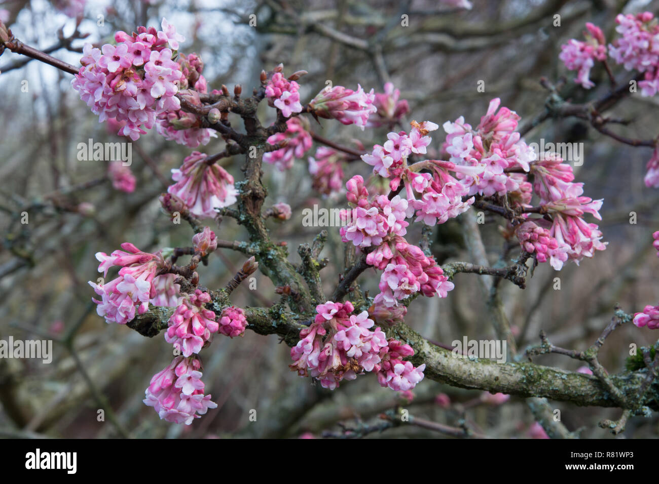 Viburnum x bodnantense Stock Photo Alamy
