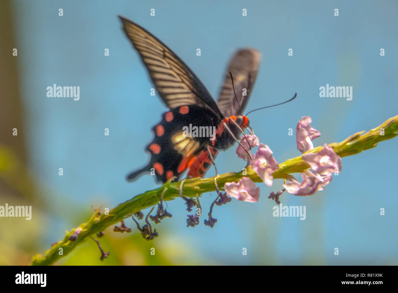 Common Rose Butterfly (Pachliopta Aristolochiae) In The Butterfly ...