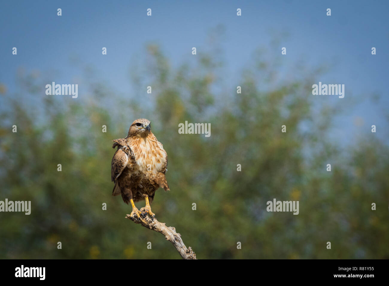 A long legged buzzard sitting on a beautiful perch at tal chappar bird sanctuary, india Stock Photo