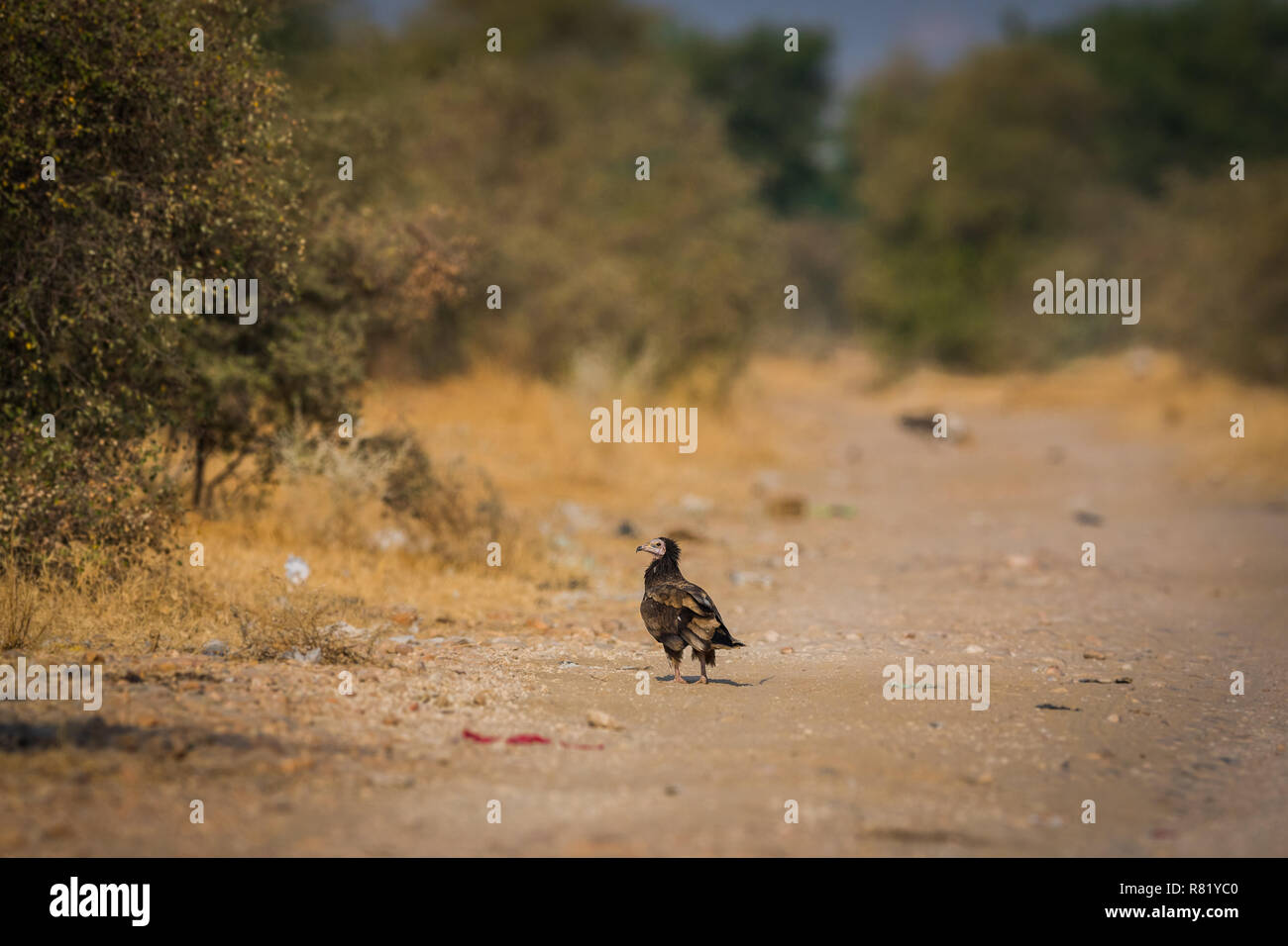 An habitat image of juvenile Egyptian Vulture at Jorbeer conservation Reserve at bikaner, India Stock Photo