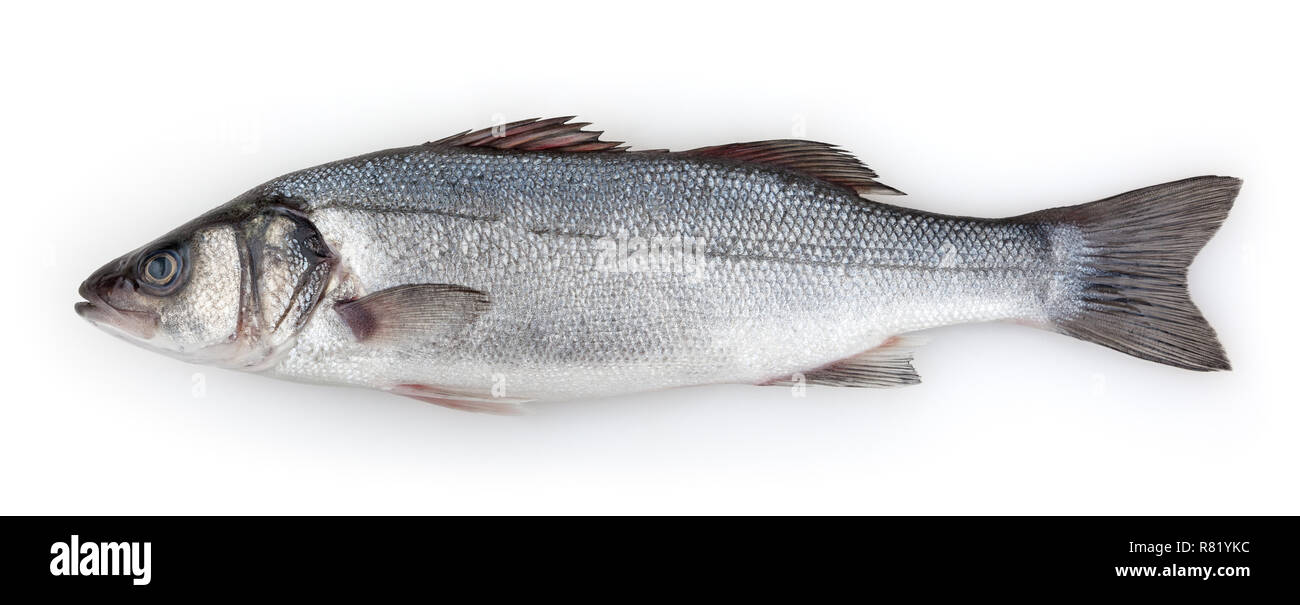 Sea bass isolated on white background with clipping path Stock Photo