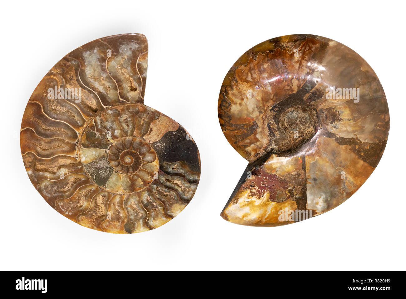 Nautilus Shell Fossil Isolated On White Background Sliced Fossil Stock Photo Alamy