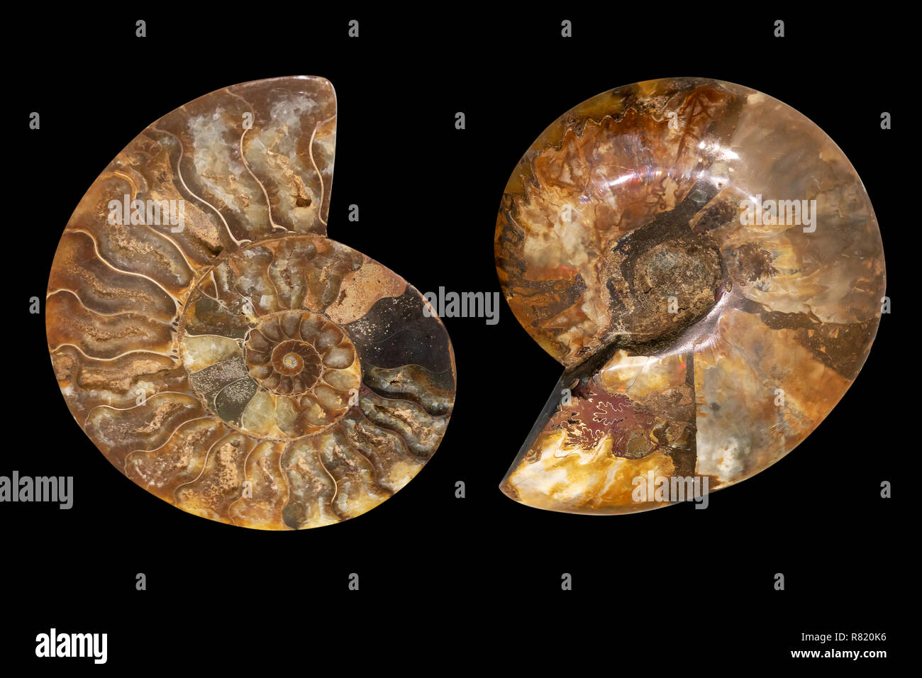 Nautilus Shell Fossil Isolated On Black Background Sliced Fossil Stock Photo Alamy