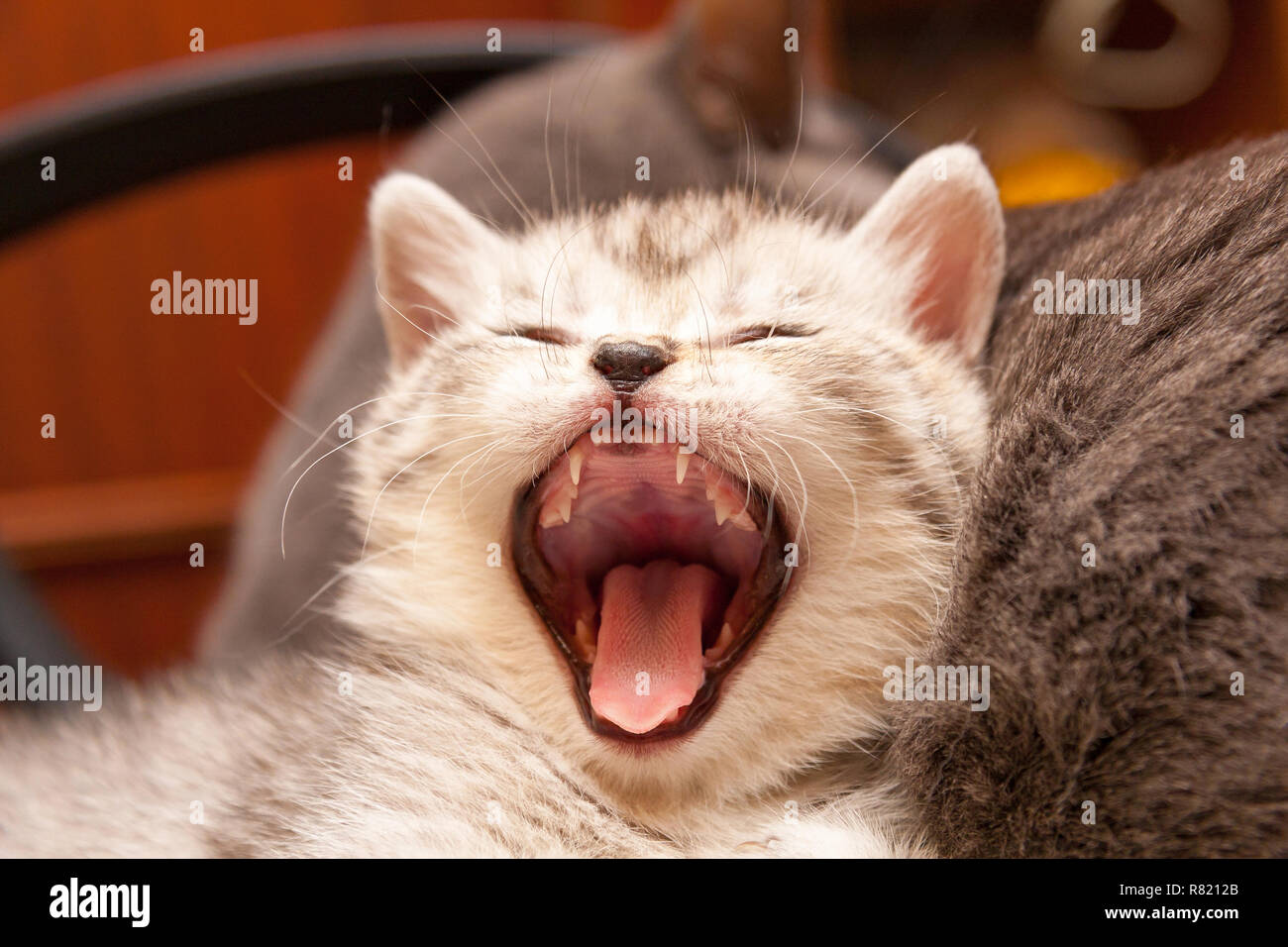 British kitten yawns wide open his mouth. Cat's mouth, tongue and teeth. Stock Photo