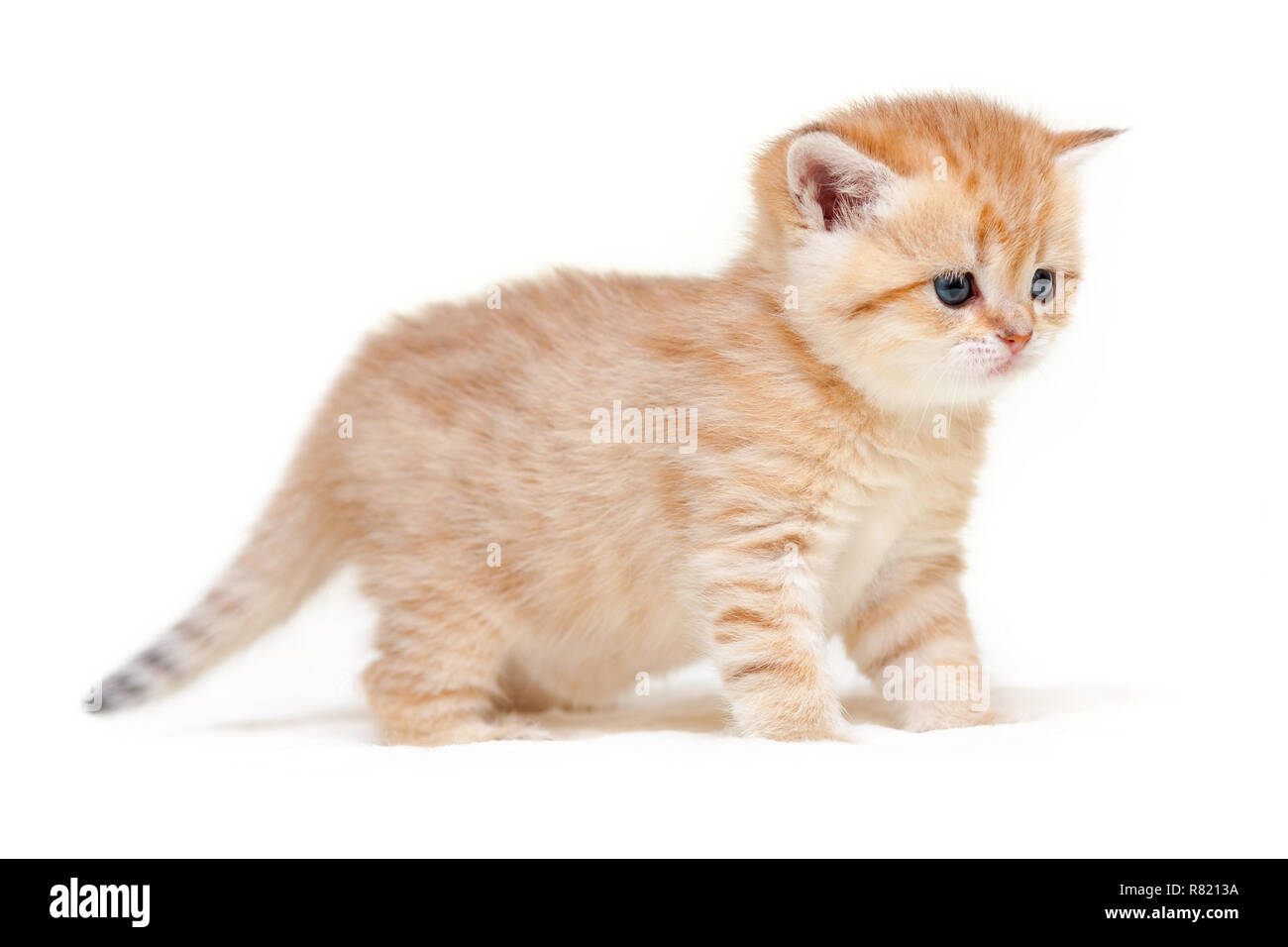 Charming ginger striped British kitten stands on four legs on a white isolated background. Stock Photo