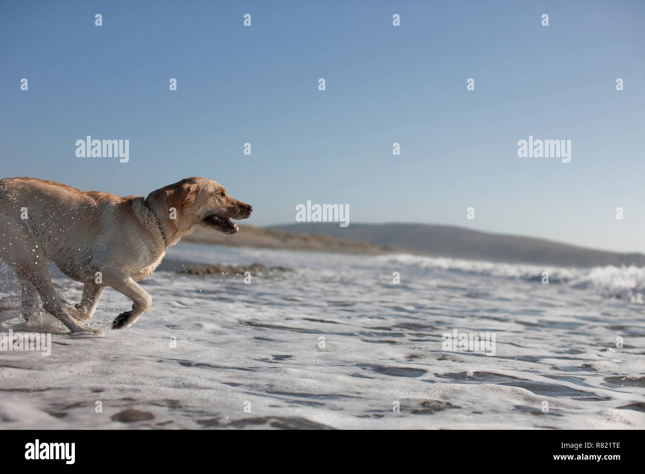 Dog playing in the ocean Stock Photo Alamy