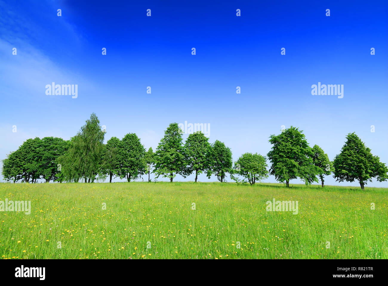 Landscape, row of trees among green fields, blue sky in background Stock Photo