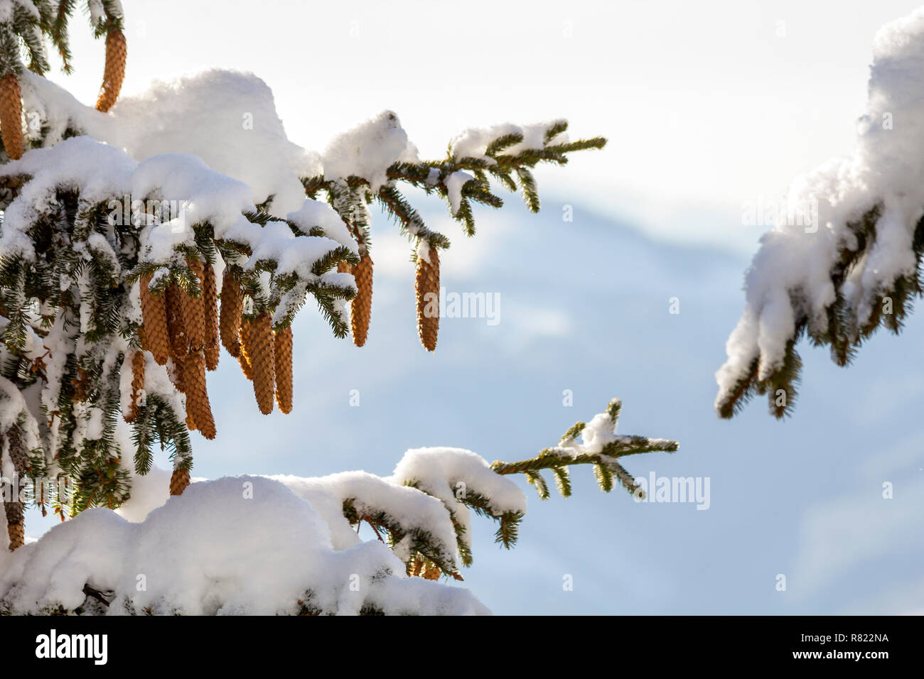 Spruce tree branch with green needles and cones covered with deep snow ...
