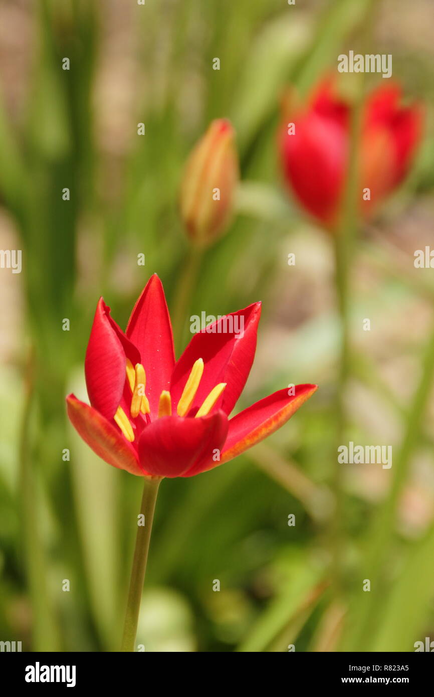Tulipa sprengeri. Naturalized Sprenger's tulips flowering in May - UK Stock Photo