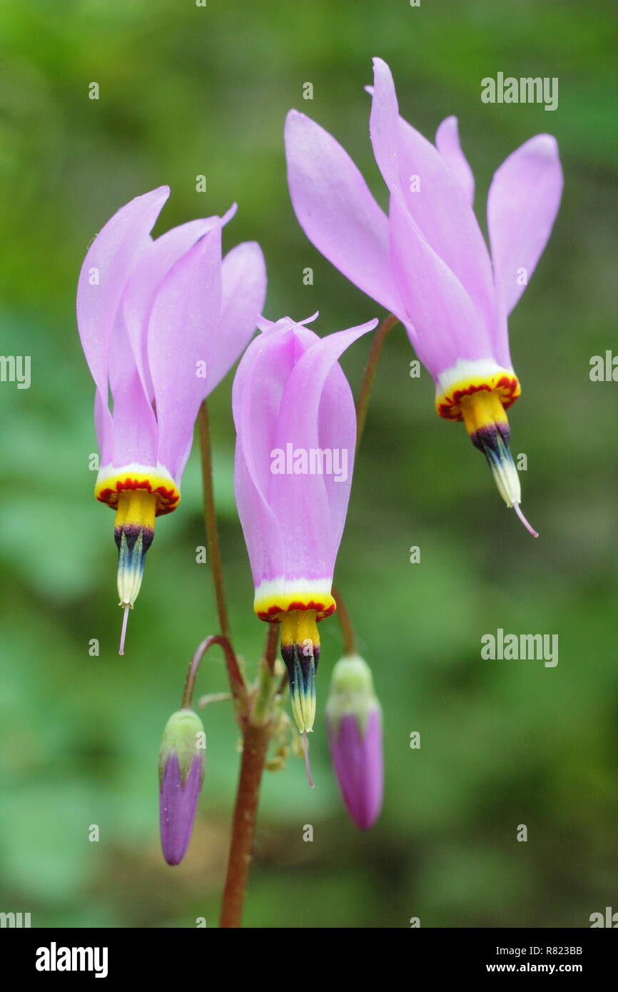 Dodecatheon pulchellum Dark throat flower. Also called Pretty shooting star and Prairie shooting star. Stock Photo