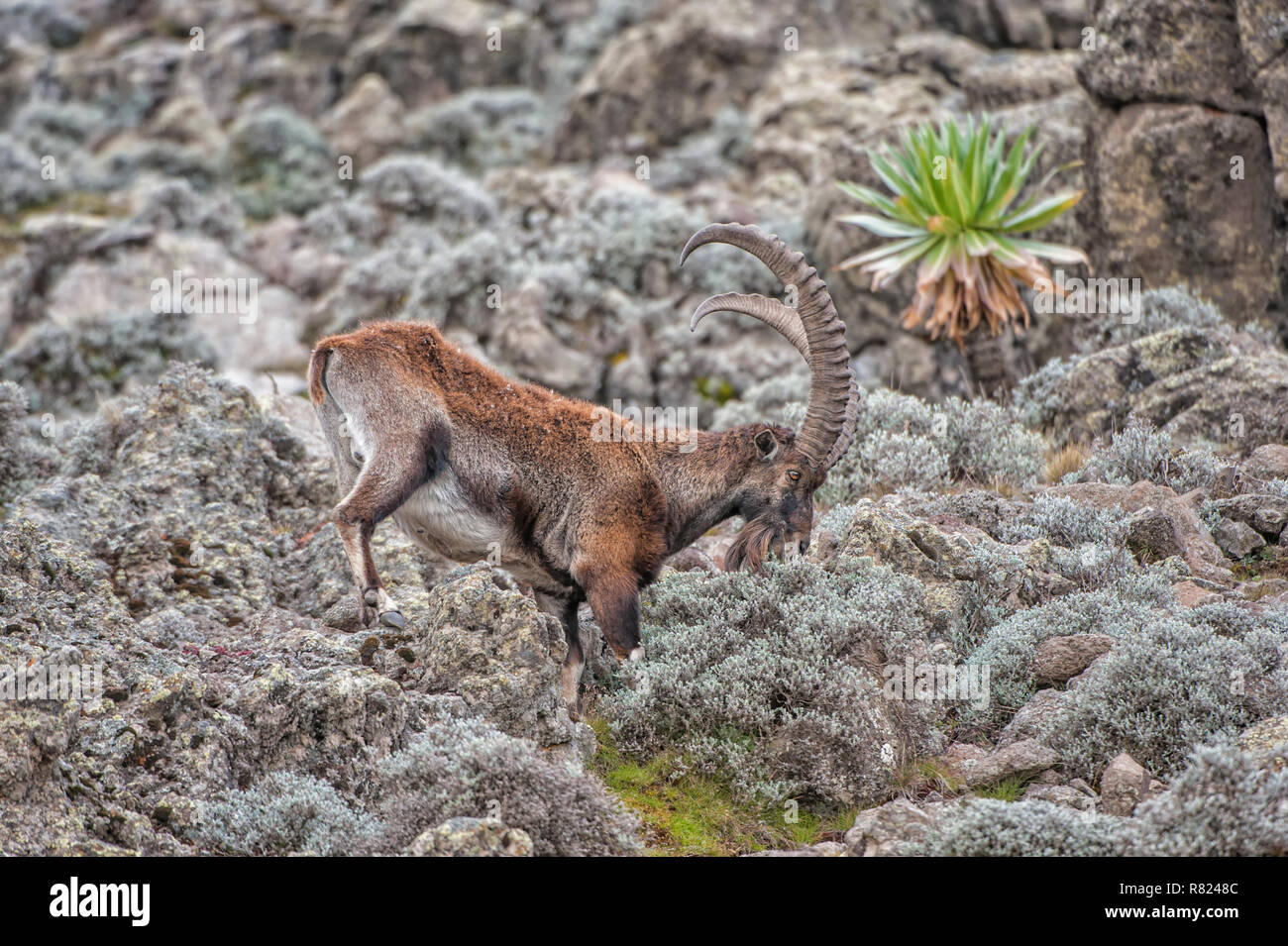 Walia Ibex (Capra walie), Simien Mountains National Park, Amhara Region, Ethiopia Stock Photo