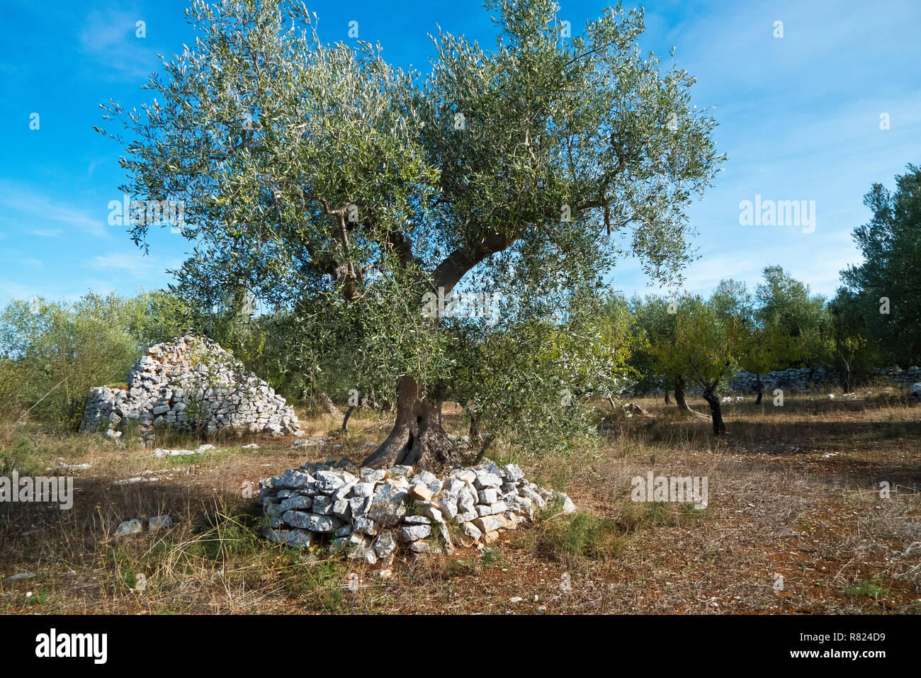 Olive trees with stone walls in Apulia land Stock Photo - Alamy
