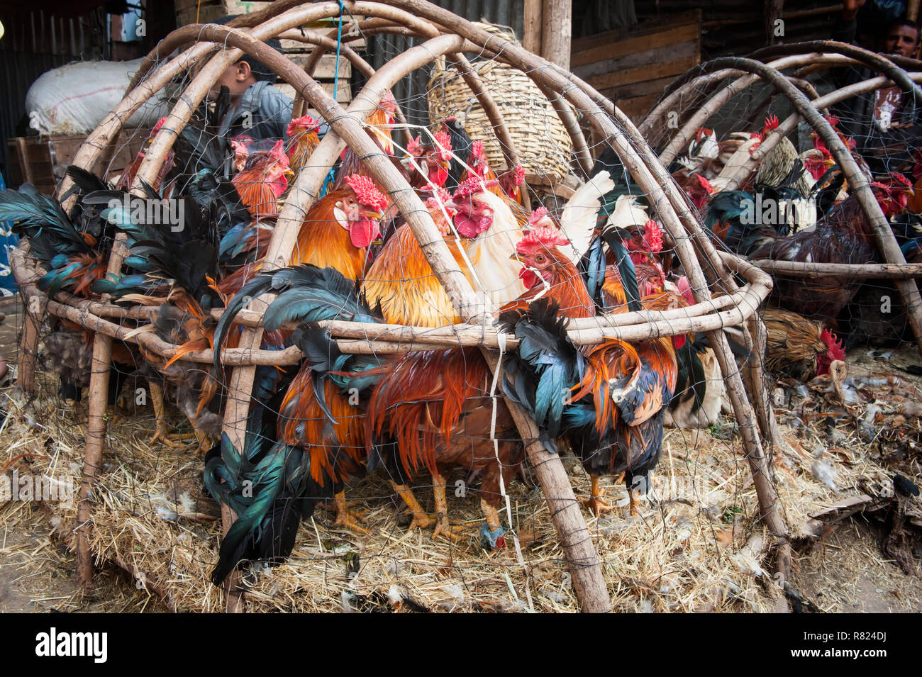 Chickens in a basket, market street scene, Mercato of Addis Ababa