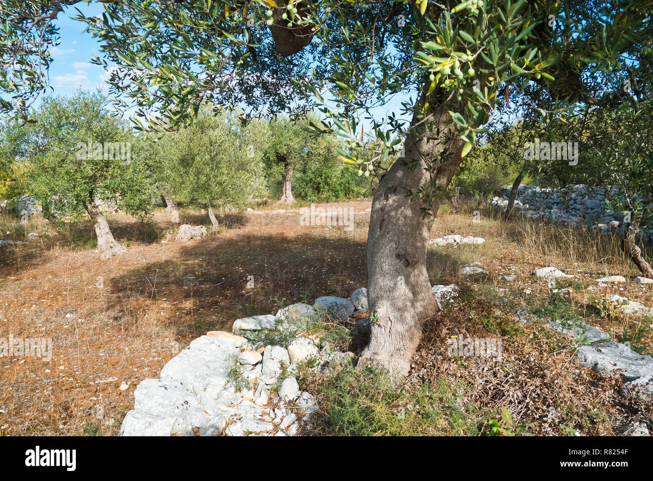 Olive trees with stone walls in Apulia land Stock Photo - Alamy