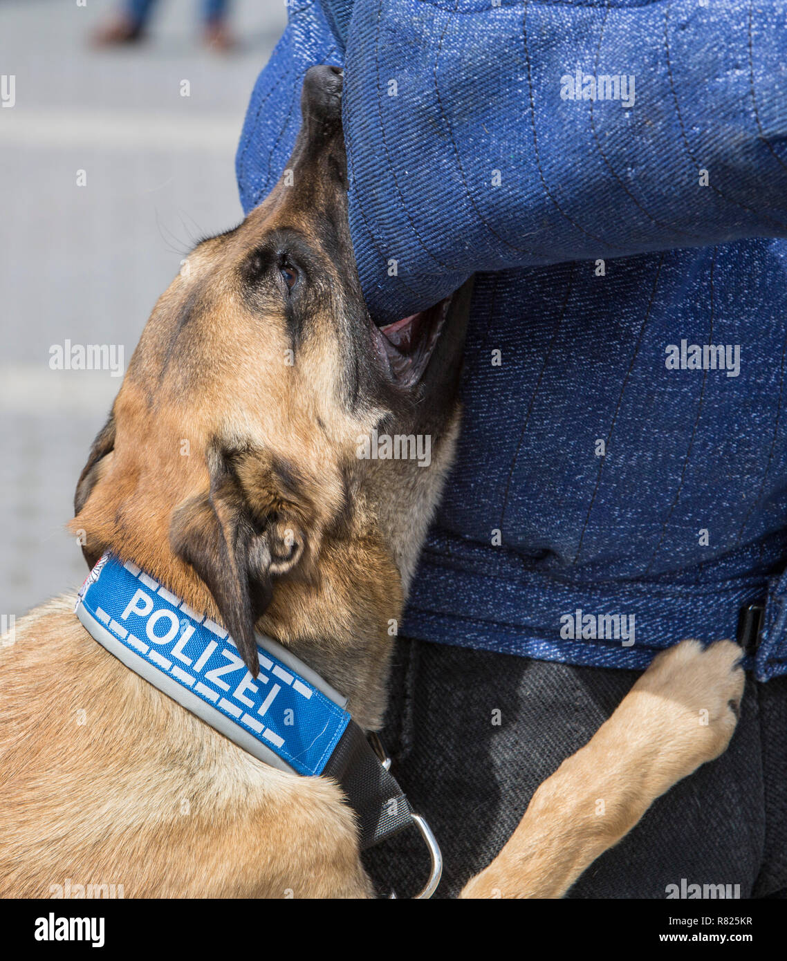 Belgian Shepherd dog, police dog, guard dog with a police collar, locking jaws during an exercise with a pretend offender in a Stock Photo