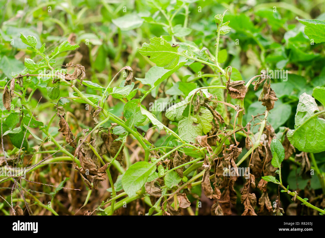 Leaves Of Potato With Diseases. Plant Of Potato Stricken Phytophthora