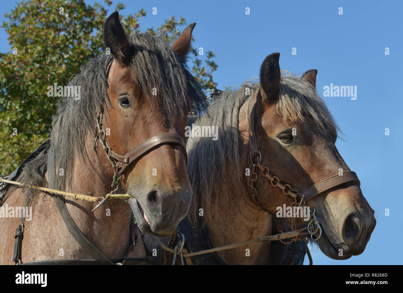 Two cold blooded horses hi-res stock photography and images - Alamy