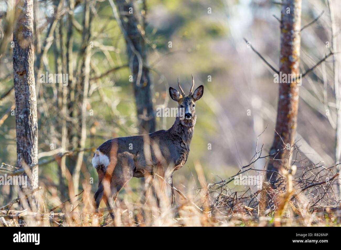 Roe deer standing and watching in the forest Stock Photo
