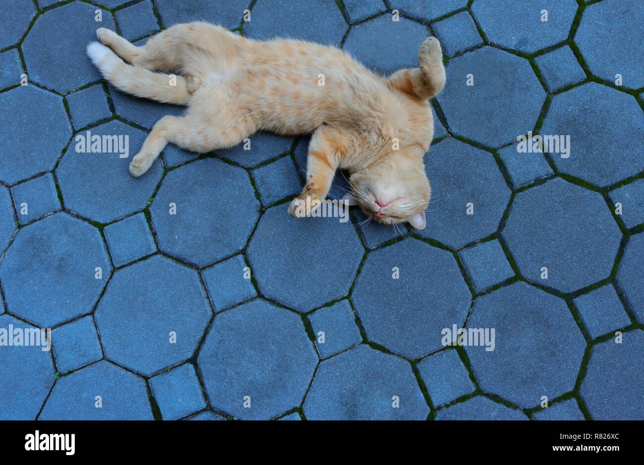 a cute cat lying on its back on sidewalk pretends to be dead Stock Photo