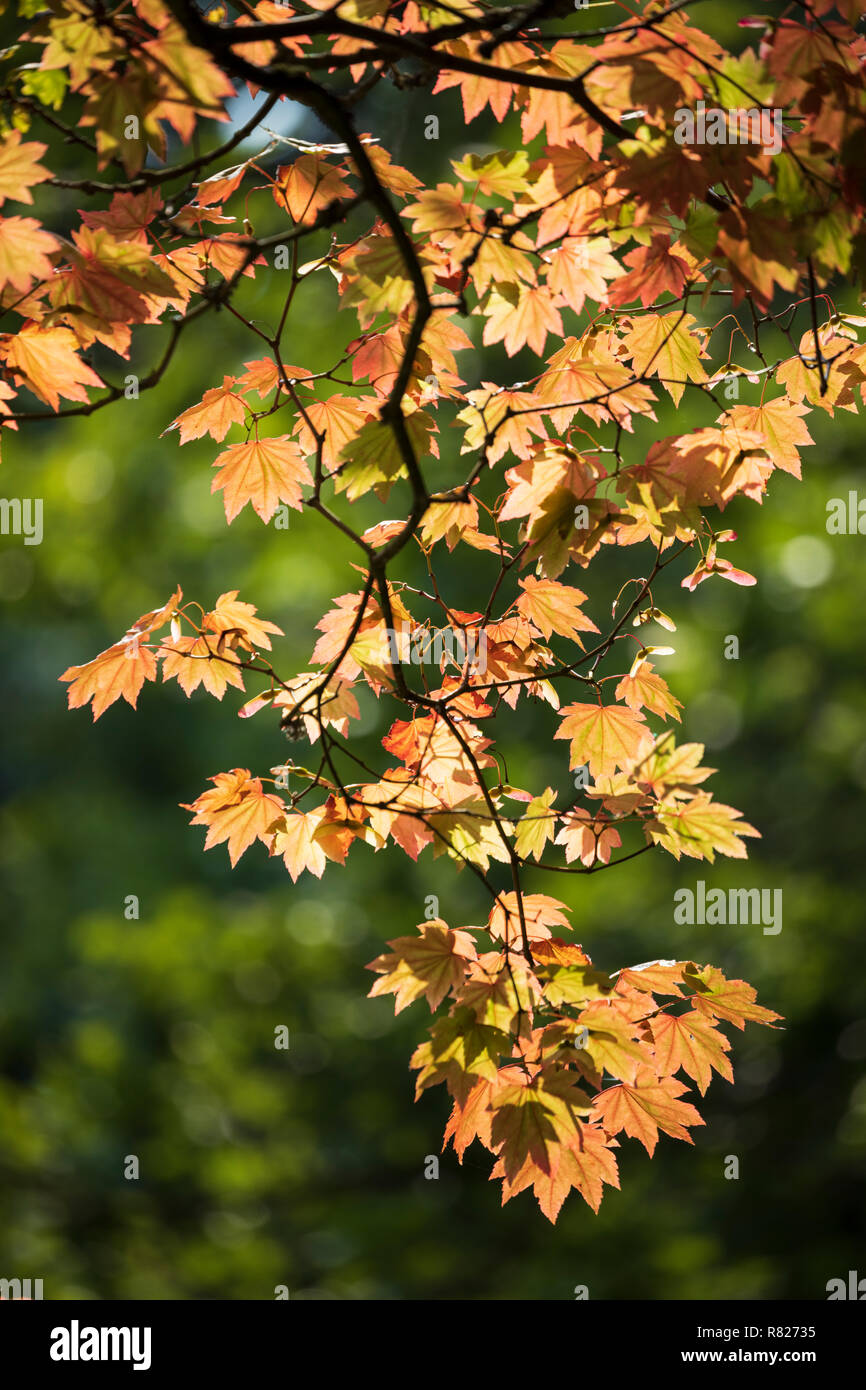 Maple tree leaves backlit in autumn colours, England, UK Stock Photo