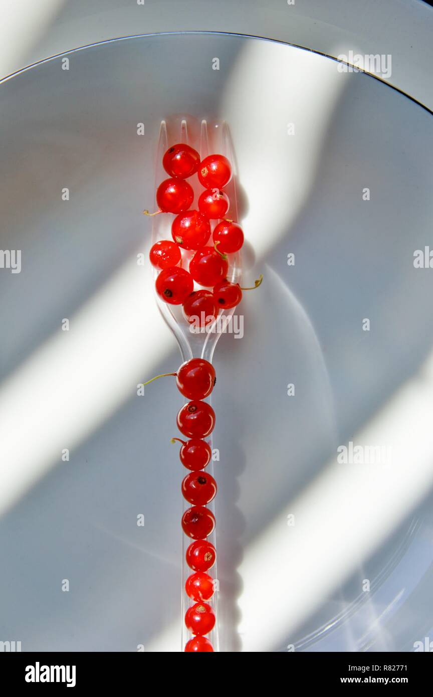 Red currant berries served on a fork. Basic dessert of red currant berries. Stock Photo