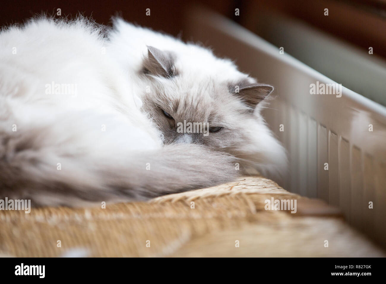 rag doll cat sleeping on a chair Stock Photo - Alamy