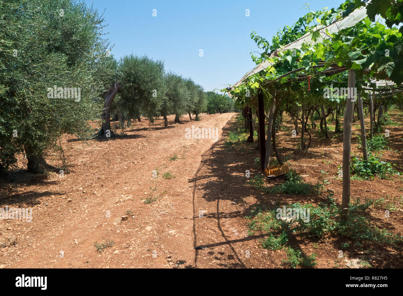 path between olives and grapes Stock Photo - Alamy