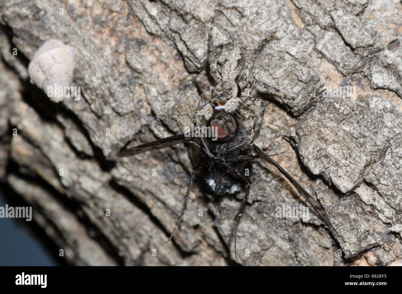 Jumping Spider, Platycryptus undatus, with bee fly, Family Bombyliidae, prey Stock Photo