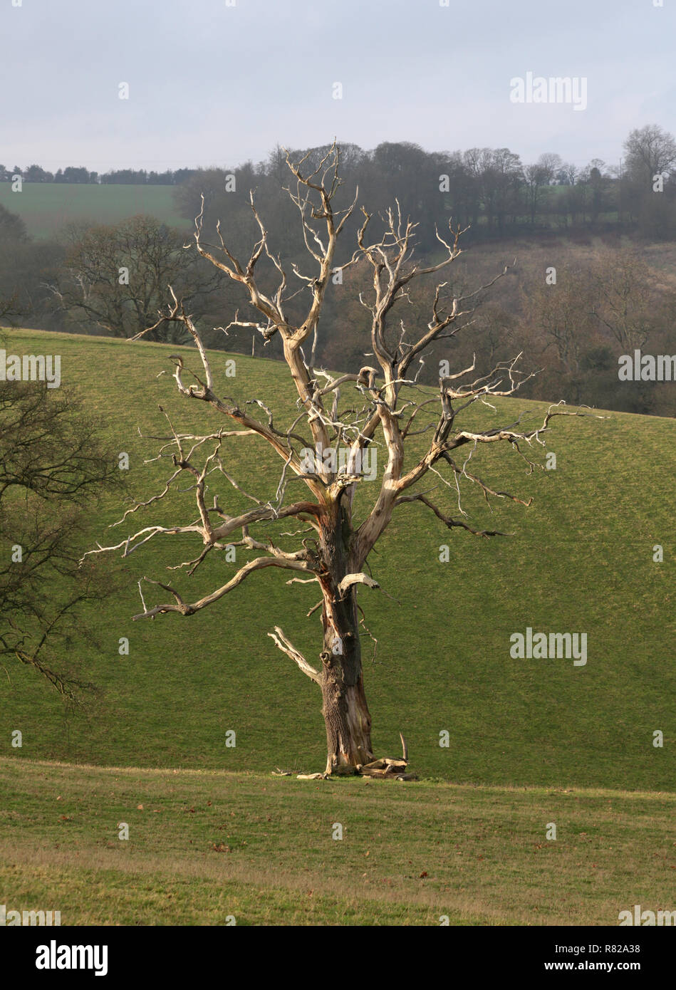Dead tree on the Sheepwalks, Enville, Staffordshire, England, UK Stock ...