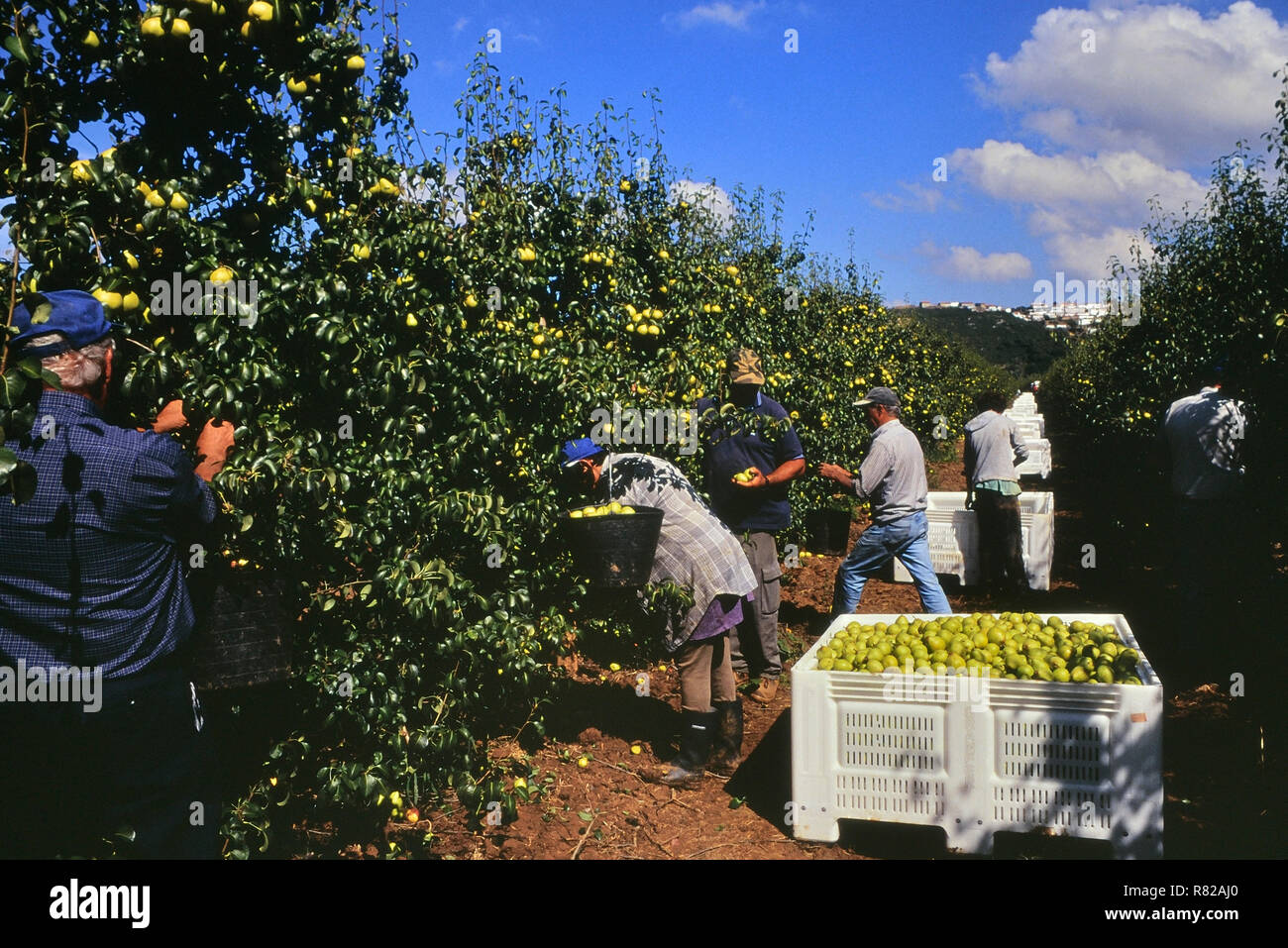 Rocha pear picking. Oeste region. Portugal Stock Photo