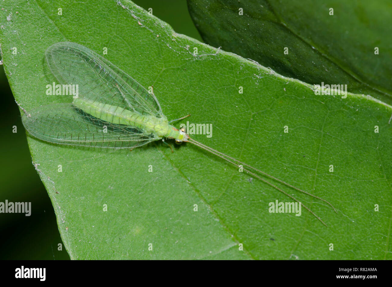 Green Lacewing, Ceraeochrysa valida Stock Photo