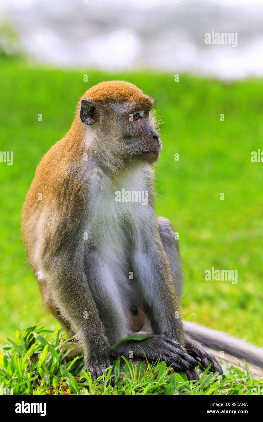 Crab-eating macaque (Macaca fascicularis) sitting on the ground in ...