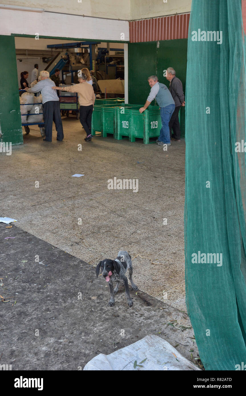 Olive pickers hires stock photography and images Alamy