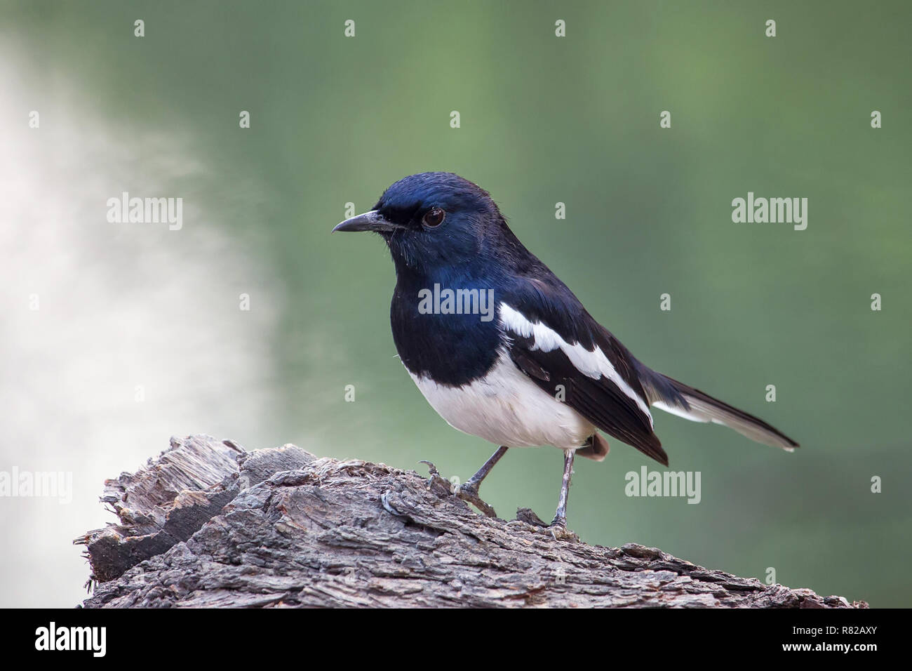 Oriental magpie-robin (Copsychus saularis) sitting on a tree in Keoladeo Ghana National Park, Bharatpur, India. The park was declared a protected sanc Stock Photo